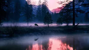 National Geographic Pink Sunset Forest Wallpaper