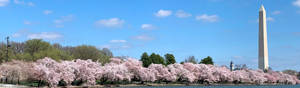 National Mall Cherry Blossom Wallpaper