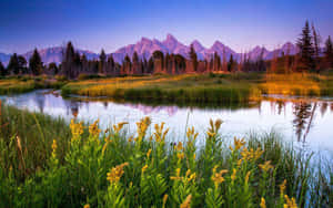 National Park With Goldenrod Field Wallpaper