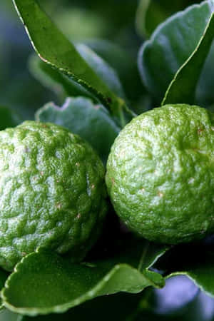 Native Kaffir Lime Citrus Fruit Wallpaper