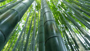 Natural Beauty Of Green Bamboo Surrounding A Tranquil Pool Of Water Wallpaper