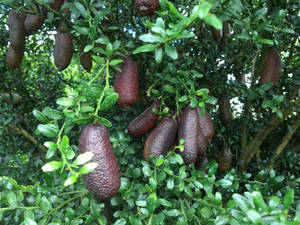 Natural Delight - Giant Finger Limes Wallpaper