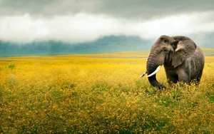 Natural Elephant In Grass Field Wallpaper