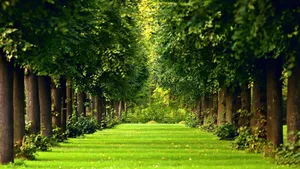Natural Green Garden Forest Desktop Wallpaper