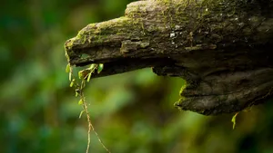 Natural Wood Depth Effect Wallpaper