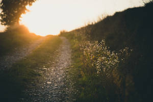 Nature Blur Background Of Country Path Wallpaper