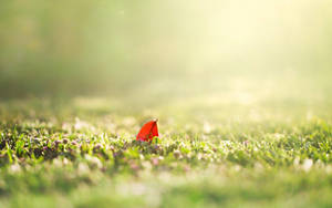 Nature Blur Red Leaf On Grass Wallpaper