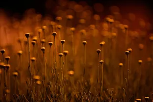 Nature Brings Us Harmony Wallpaper