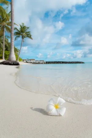 Nature In Full Bloom Wallpaper