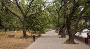 Nature Park In Dhaka Wallpaper