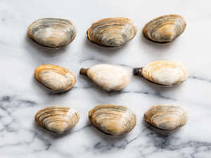 Nature's Gift - A Clam Shell. Wallpaper