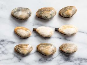 Nature's Gift - A Clam Shell. Wallpaper