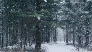 Nature's Greatest Miracle--a Snow Filled Forest Shining In The Rising Sunlight Wallpaper