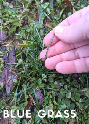 Nature's Splendid View Of Blue Grass Wallpaper