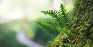 Nature Sustainability Wallpaper