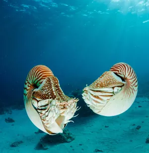 Nautilus Pair Underwater Scene Wallpaper