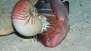 Nautilus Pompilius Sandy Seabed Wallpaper