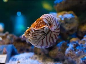 Nautilus Pompilius Swimming Aquarium Wallpaper
