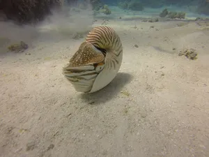 Nautilus Pompilius Swimming Underwater.jpg Wallpaper