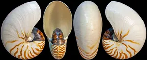 Nautilus Shell Comparison Wallpaper
