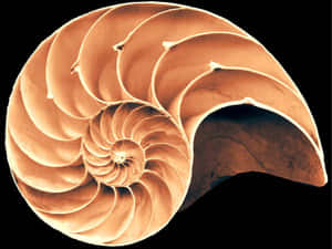 Nautilus Shell Spiral Pattern Wallpaper