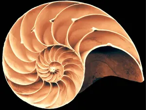 Nautilus Shell Spiral Pattern Wallpaper