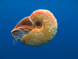 Nautilusin Blue Water Wallpaper