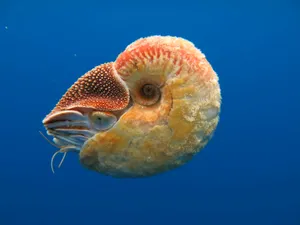 Nautilusin Blue Water Wallpaper