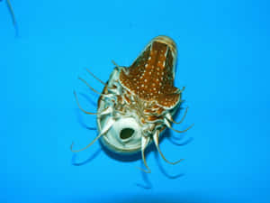 Nautilusin Blue Water Wallpaper