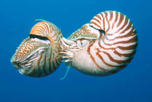 Nautilusin Blue Water Wallpaper