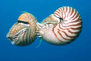 Nautilusin Blue Water Wallpaper