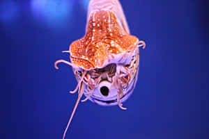Nautilusin Blue Water Wallpaper