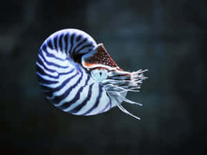 Nautilusin Natural Habitat Wallpaper