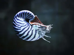 Nautilusin Natural Habitat Wallpaper