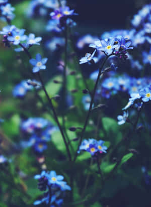 Navy Blue Forget Me Nots Wallpaper