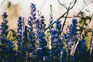 Navy Blue Wildflowersat Dusk Wallpaper