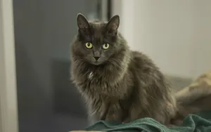Nebelung Cat Laying On A Wooden Surface Wallpaper