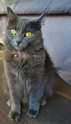 Nebelung Cat Lounging In Cozy Interior Wallpaper