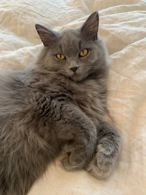 Nebelung Cat Lounging In Cozy Space Wallpaper