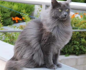 Nebelung Cat Sitting In A Serene Background Wallpaper