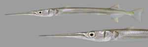 Needlefish Side View Wallpaper