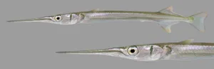 Needlefish Side View Wallpaper