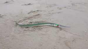 Needlefish_ Stranded_on_ Sandy_ Beach Wallpaper