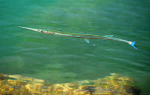 Needlefish Swimming Clear Waters Wallpaper
