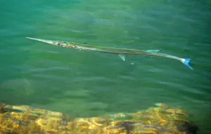 Needlefish Swimming Clear Waters Wallpaper