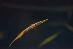 Needlefish Swimming In Dark Waters Wallpaper