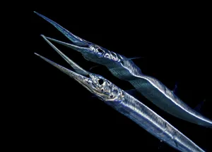 Needlefish Swimming In Dark Waters Wallpaper