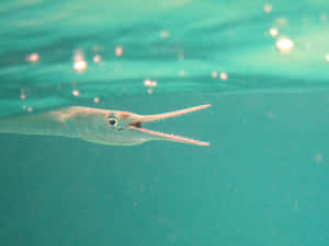 Needlefish Swimming Underwater.jpg Wallpaper