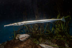 Needlefish Swimming Underwater.jpg Wallpaper