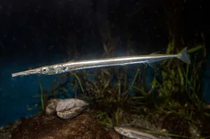 Needlefish Swimming Underwater.jpg Wallpaper